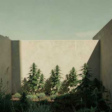 California v. Ciraolo Cover