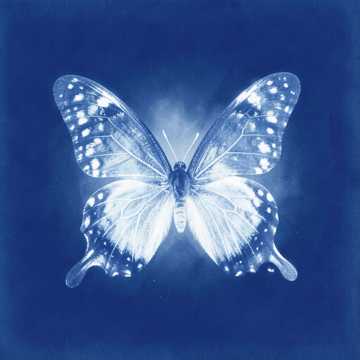 Moon butterflies Cover