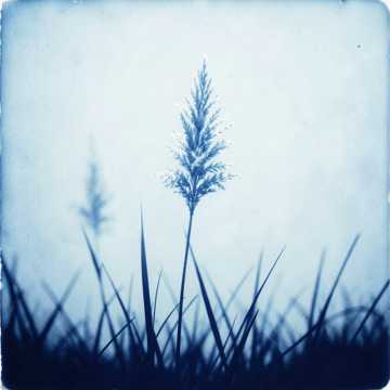 Song Cover