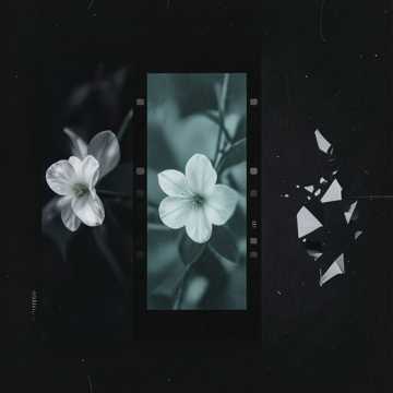 عطر الياسمين Cover