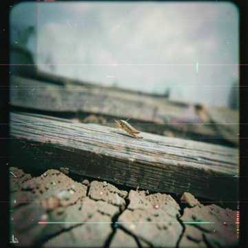 Young Grasshopper Cover